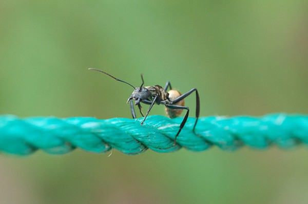 Ant on a rubber rope: part 2